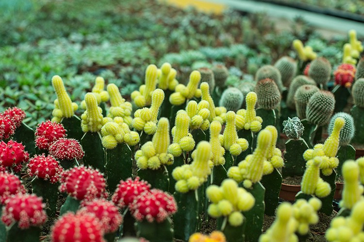 40 milyar dolarlık dünya pazarı