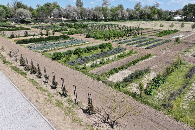 Tıbbi bitkilerle alternatif tarım modeli