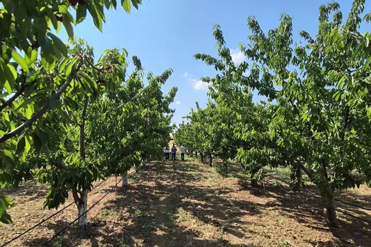6 yıl önce diktiği kiraz bahçesinde ilk hasadı yaptı