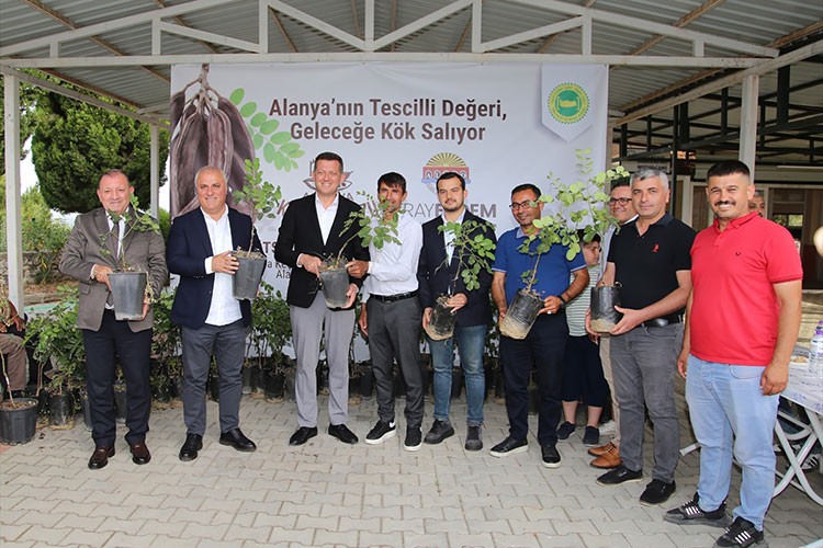"Alanya keçiboynuzu" coğrafi işaretle tescillendi