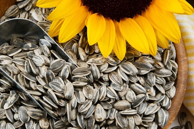 1 milyon 750 bin kilogram yağlık ayçiçeğini satışa çıktı