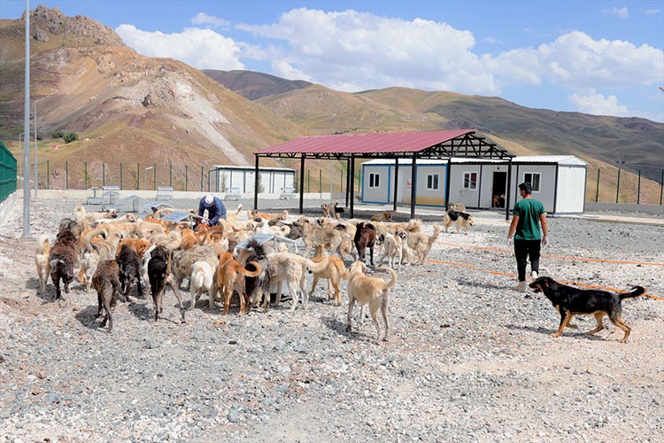 Doğal yaşam alanlarında 1686 sahipsiz köpek barındırılıyor