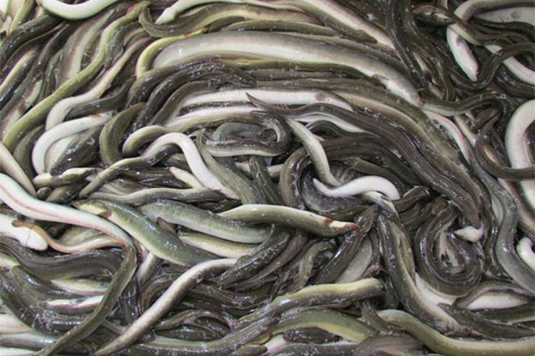 Yılan balığı ihracat kotasına düzenleme