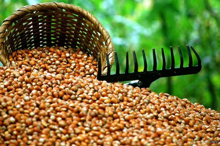 İhracat artışında fındık ve mamulleri başı çekti