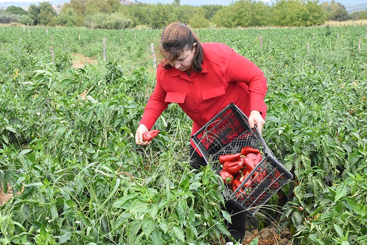 Bursa'da kapya biberi bu sene üreticisinin yüzünü güldürdü