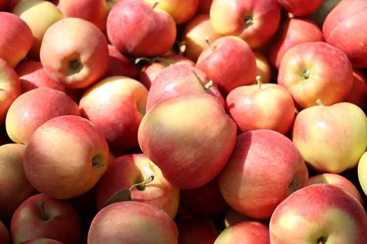 Niğde'de 650 bin ton elma rekoltesi bekleniyor