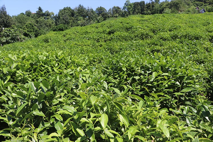 Günlük alım limitlerinin üzerinde çay hasadı yapılmaması uyarısı