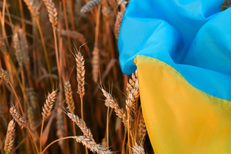 AB, Ukrayna tahılına yasağı kaldırıyor