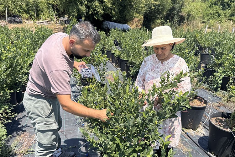 Tadından etkilendiği yaban mersininin üreticisi oldu