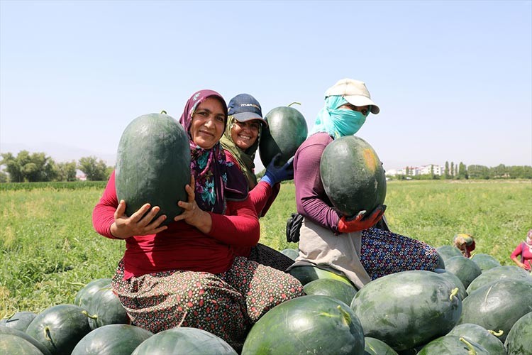 Iğdır karpuzunda rekolte beklentisi 25 bin tonun üzerinde