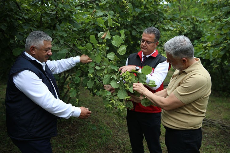 Ordu'da tahmini fındık rekoltesi tespit çalışmalarına başlandı