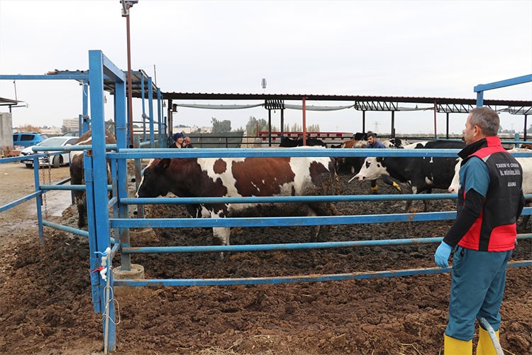 Aşılamayla Adana'da bu yıl şap hastalığı vakası görülmedi