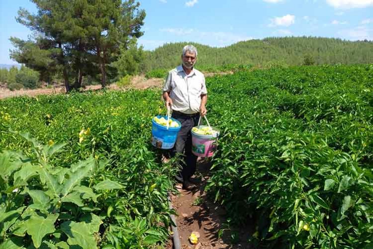 Denizli'de Kale biberi hasadına başlandı
