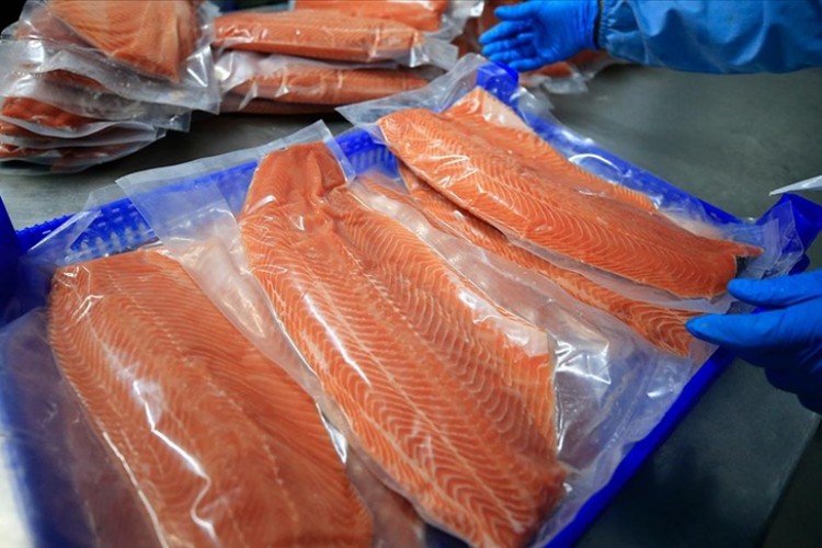 Doğu Karadeniz'in Türk somonu ihracatı yüzde 41 arttı