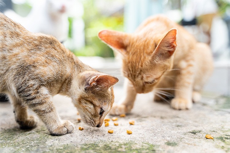 Yuvaya erişemeyen hayvanların durumu mercek altında