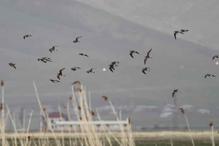 Nehil Sazlığı'ndakuş türü sayısı 200'ü geçti