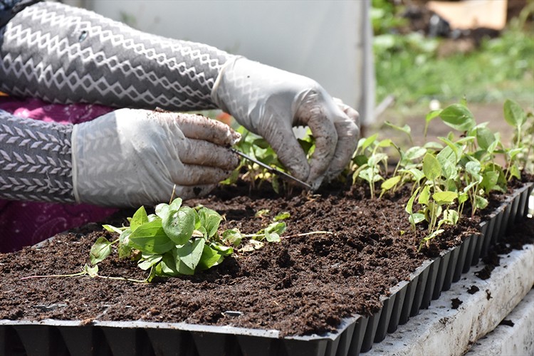 Aromatik bitki sektöründe katma değerli üretim yapıyor