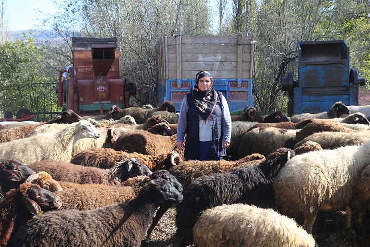 Tokatlı kadın çiftçi koyun sürüsü sahibi oldu