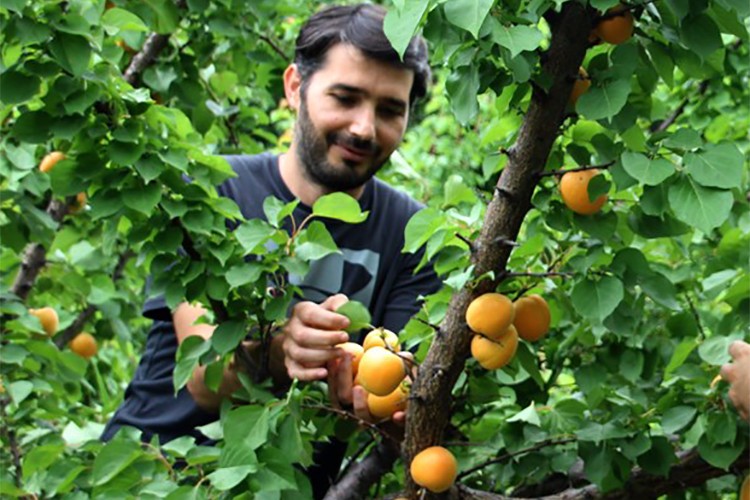"Çağataybey" kayısı çeşidinde bu yıl verim yüksek