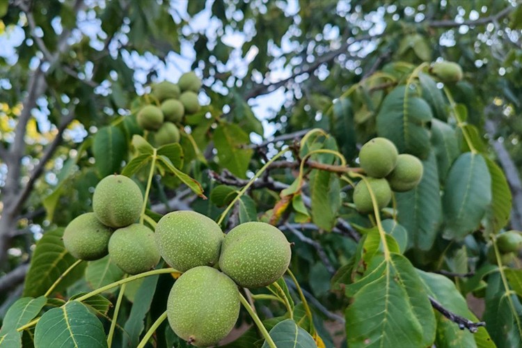 Cevizde verim kaybını telafi etmeye hazırlanıyorlar