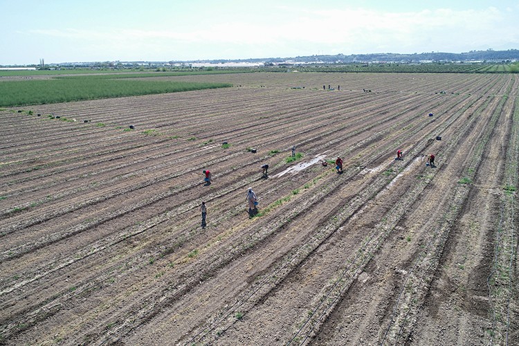 Kuşkonmaz hasadı ihracat sevinciyle başladı