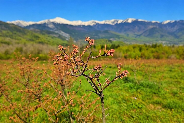 Bursa'da yetiştirilen yaban mersini Avrupa yolcusu