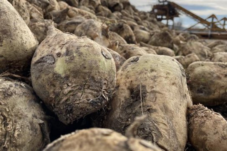 Konya Şeker, pancar bedellerini ödemeye başlıyor