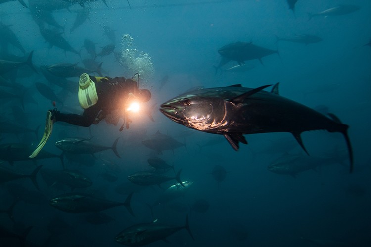 Orkinostan 40 milyon dolar döviz