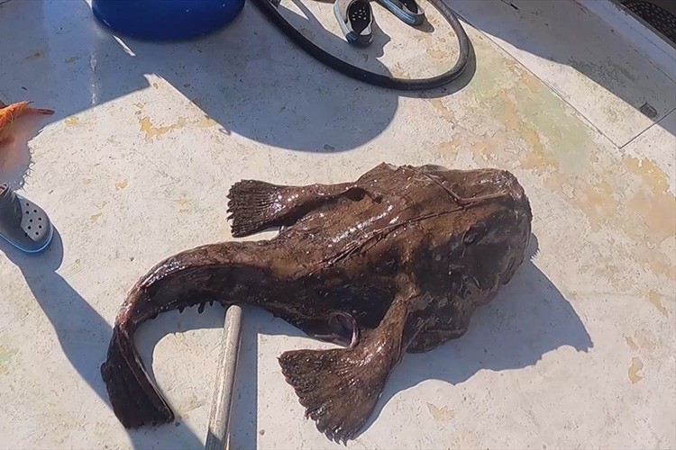 1,5 metre boyunda, 50 kilogram ağırlığında fener balığı avladı