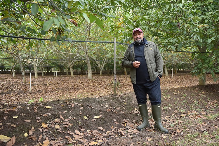 İthal ceviz sorununa yerli çözüm