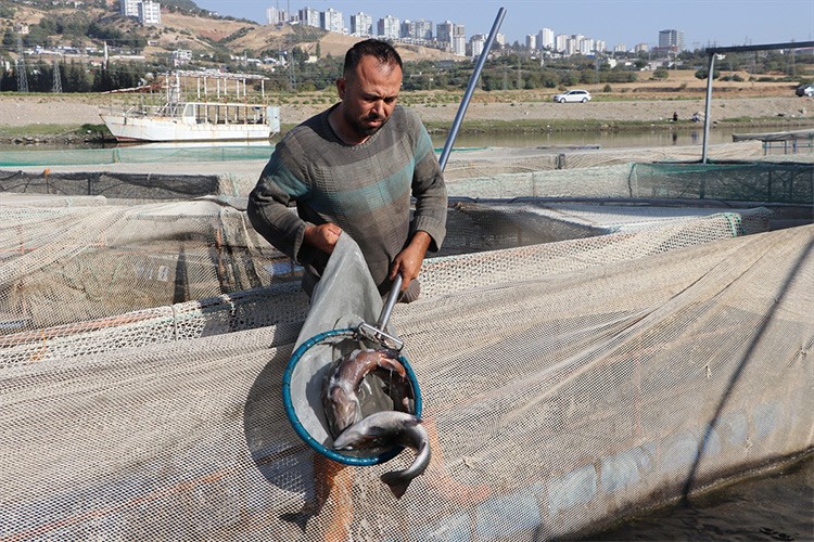 Kahramanmaraşlı balıkçılar 54 ülkeye balık ihraç etti