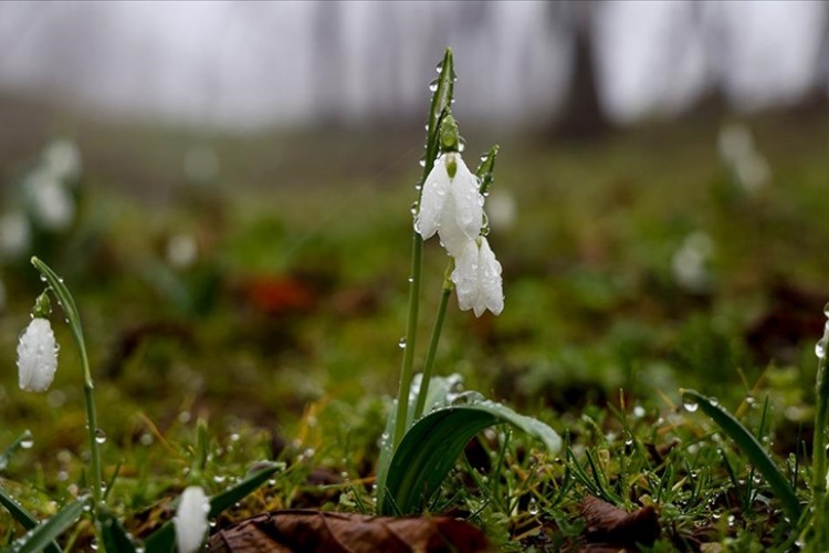 Kardelenler erken çiçek açtı