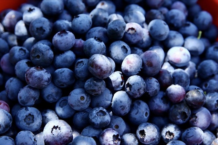 Giresun'da devlet desteğiyle maviyemiş üretimi ve çiftçinin kazancı arttı