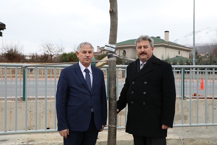 Analiz adına özel ağaç diktik