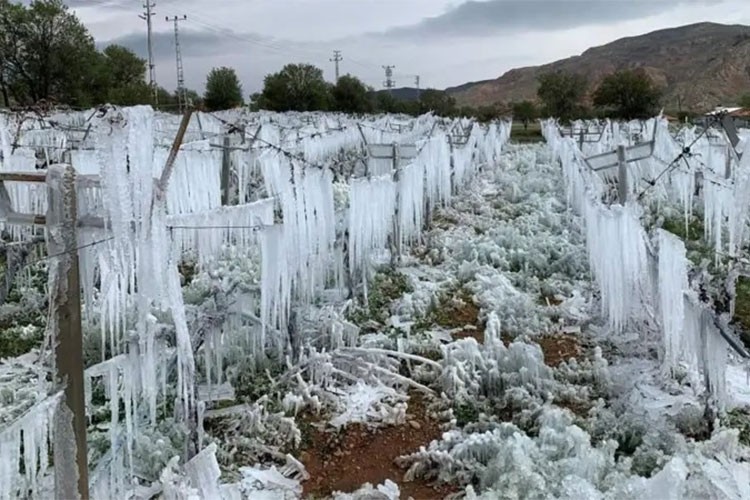 Zirai don Türkiye'de ciddi tarımsal hasara neden oldu