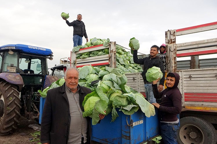 Beyaz lahana üreticisinin yüzünü güldürdü