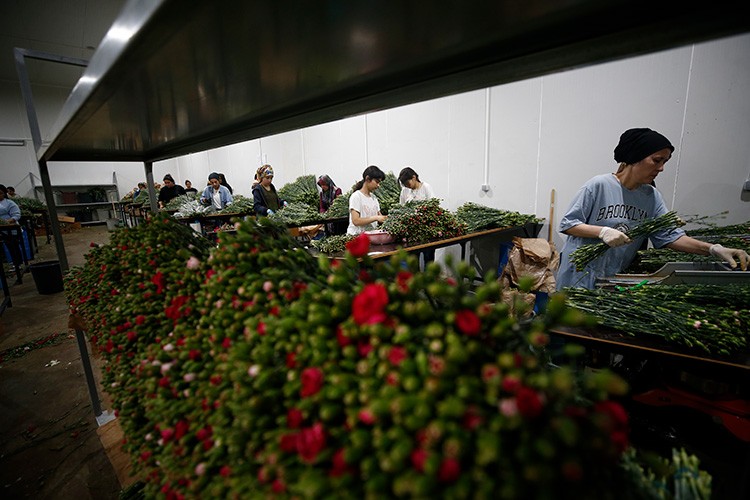 Çiçekler, kadınların ellerinde işlenip ihraç ediliyor