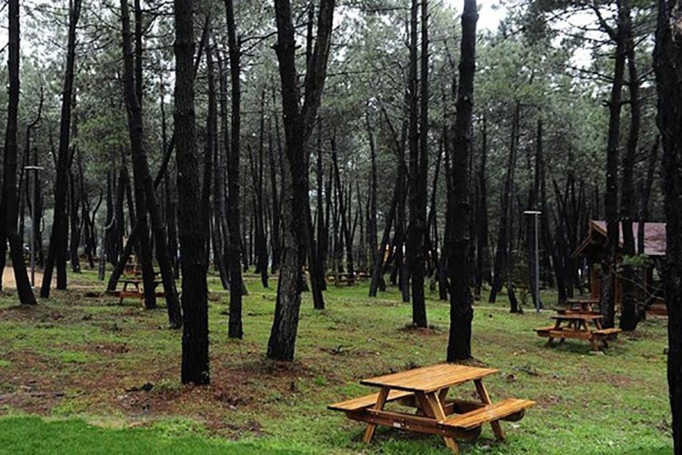 Orman parkı kiralanacak