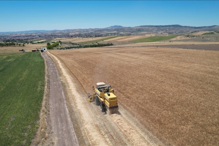Çubuk Ovası'nda hububat hasadı başladı
