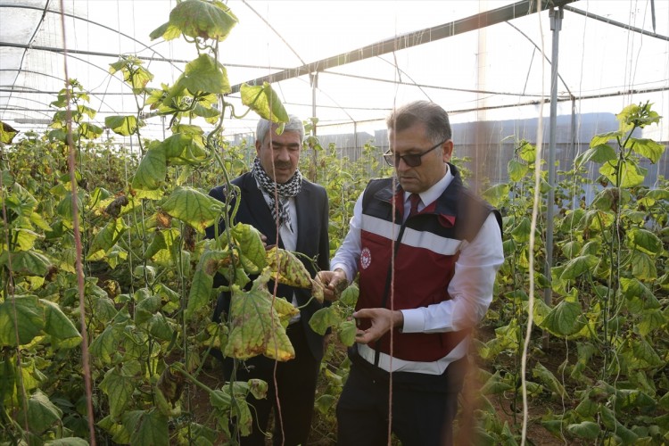 Suruç Ovası'nda seralar çiftçilerin gelirini artırdı