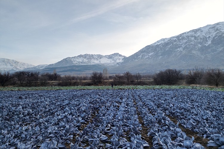 Kış mevsiminde de açık alanda sebze yetiştiriliyor