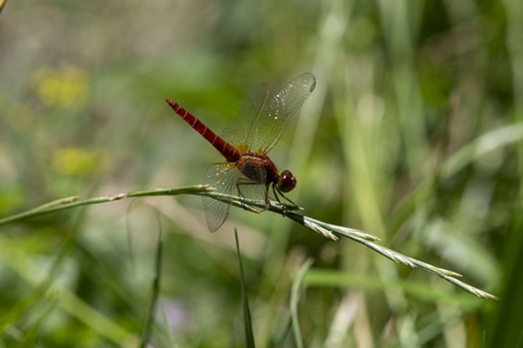 Gölcük'ün doğası yusufçuklarla renklendi