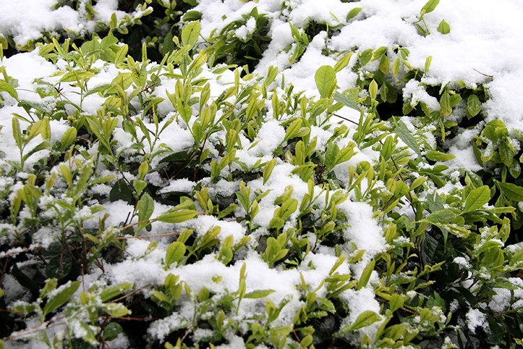 Kar, çayda kalite ve verimi artıracak