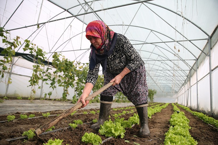 Edirneli Şirin teyze ikinci serasına kavuşuyor