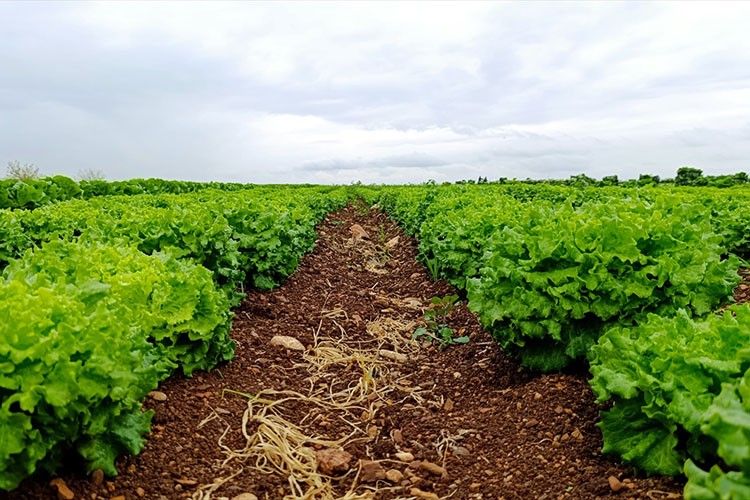 Adıyaman'da alternatif olarak yetiştirilen marulda hasat başladı