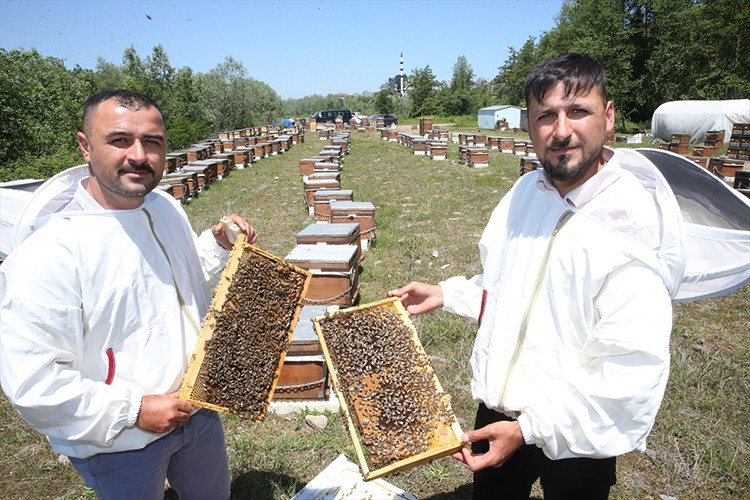 Kardeşler ana arı talebine yetişemiyor