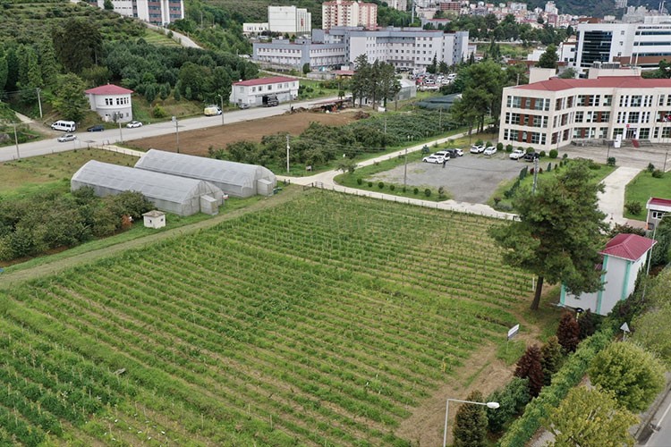 Giresun'da 4 binden fazla fındık bitkisi incelenecek