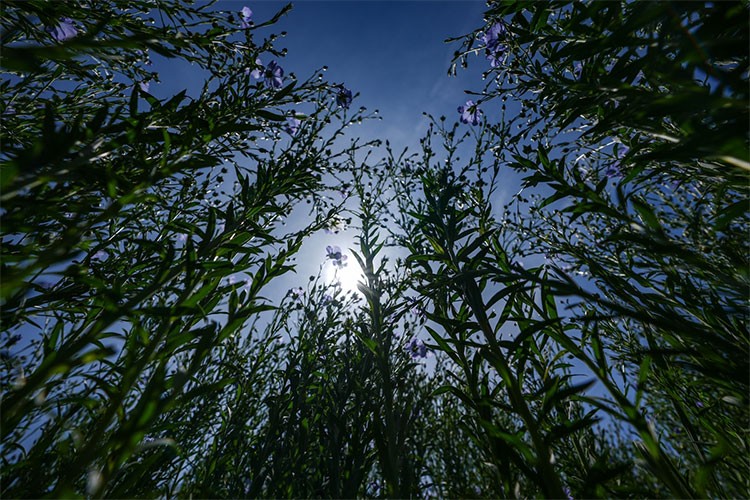 Ege Bölgesi'nde yeni keten tohumları geliştirildi