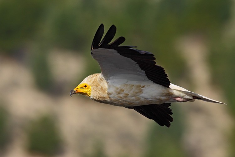 Mersin'de küçük akbabaların yeni yuvaları belirlendi