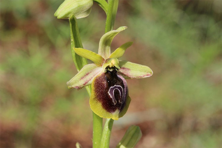 Endemik bitkiler doğal ortamında korunmalı uyarısı